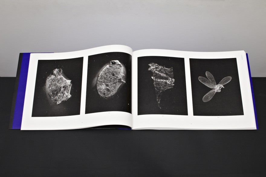 Arthropoda | Harold Strak