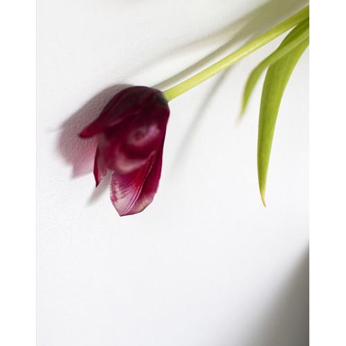 Tulip | Celine Marchbank