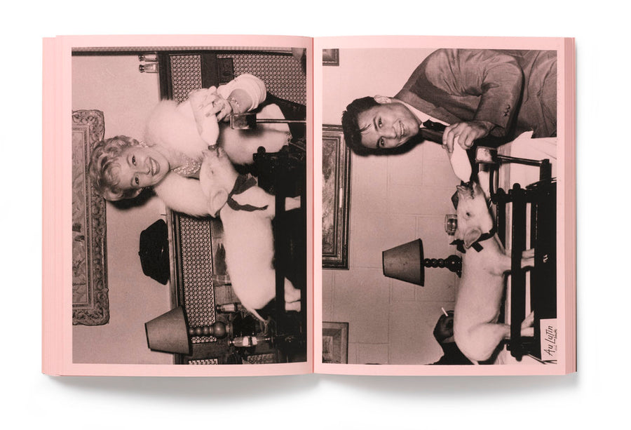 IN ALMOST EVERY PICTURE #10 (pig) | Erik Kessels and Michel Campeau